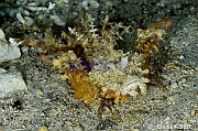 Inimicus didactylus Poisson scorpion marcheur-Pasar wajo Mandarin city-8m-20180602nuit-Denis-ADER-DSC_3515_tn